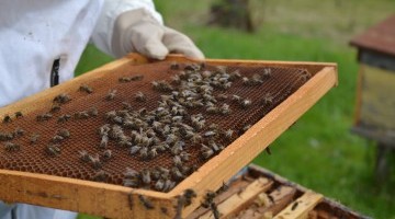 ფუტკრის დაცემა აზიური ფაროსანას საწინააღმდეგოდ ჩატარებული წამლობის შედეგად არ მომხდარა