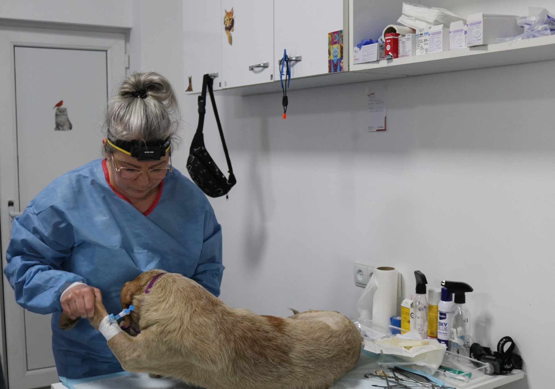 A joint campaign by Georgian and Polish veterinarians is currently taking place in Samtredia