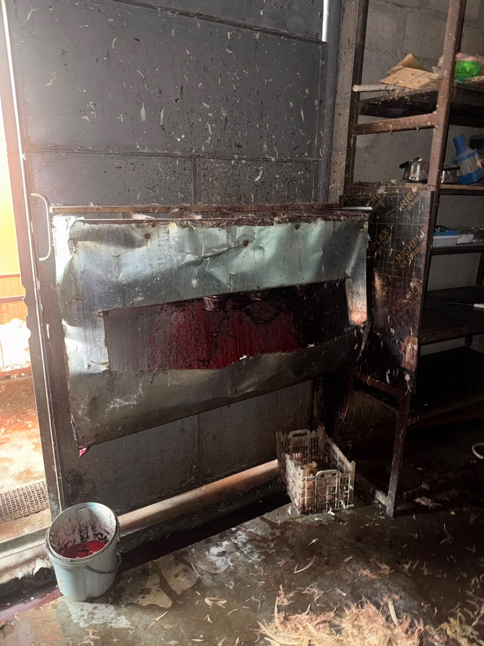 The National Food Agency Identified Illegal Backyard Poultry Slaughterhouses in Marneuli