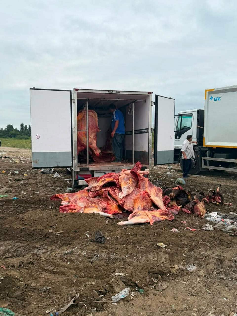 The National Food Agency Prevented the Attempted Sale of Up to 2 Tonnes of Meat Hazardous to Human Health