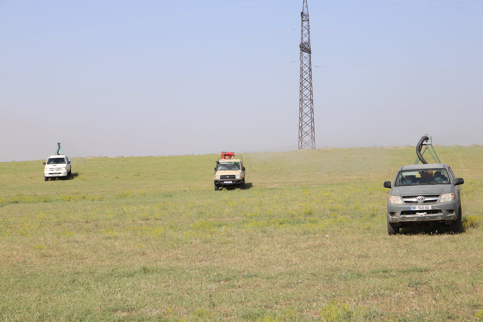 Measures against locusts have started in Kakheti and Kvemo Kartli