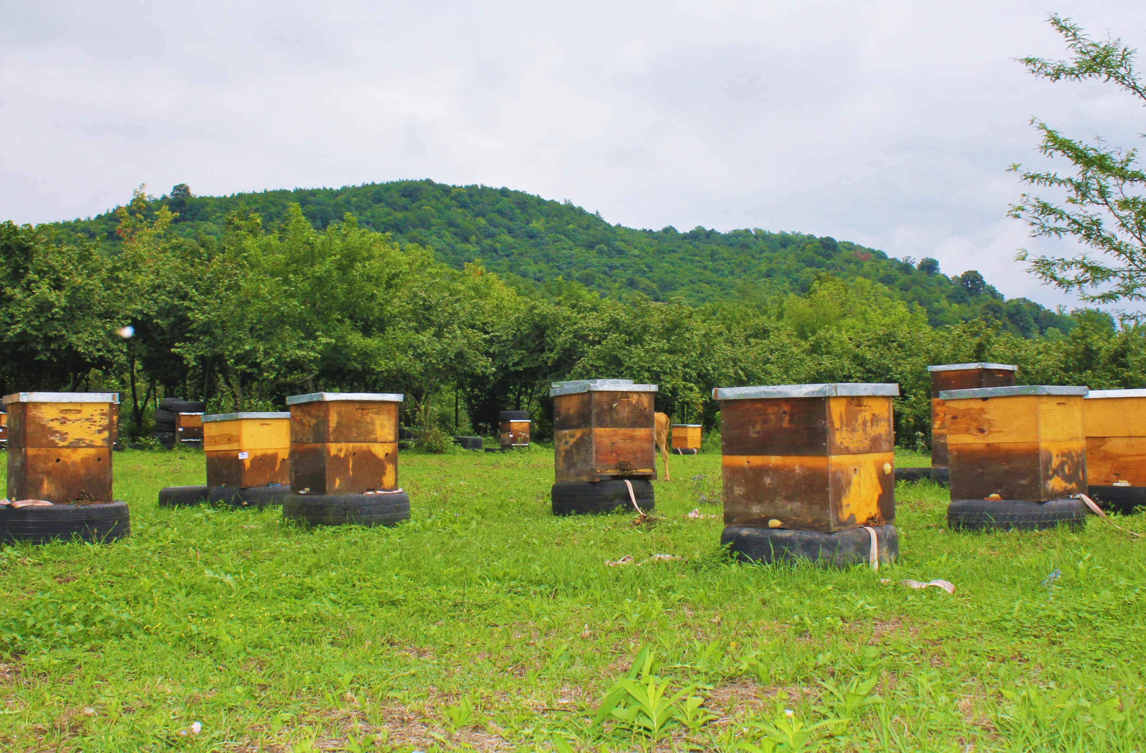  Beekeeping farmers will be involved in the identification-registration process 