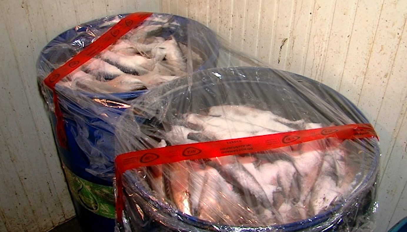 The National Food Agency sealed 1166 kilograms of unfit for food fish