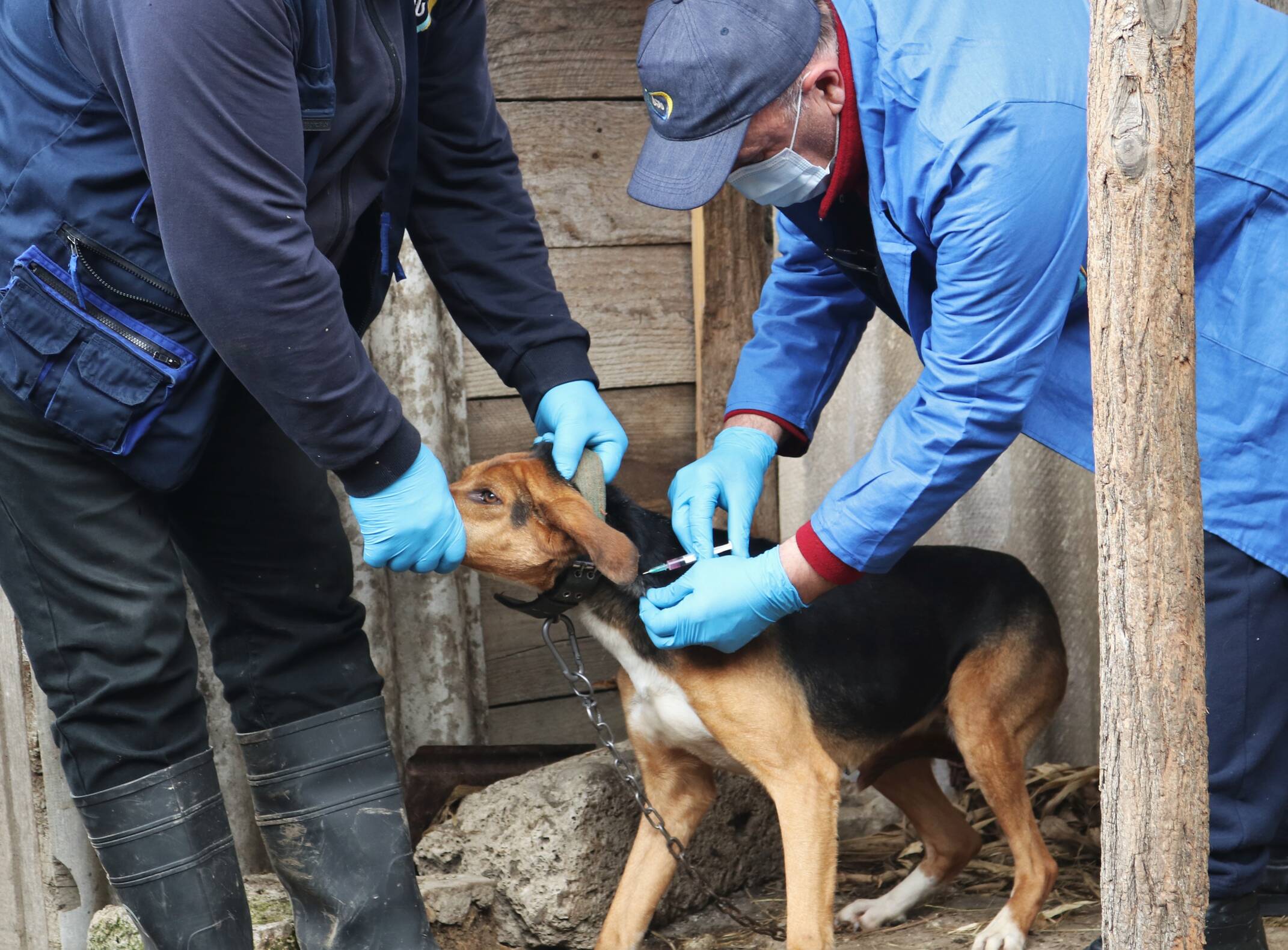 Anti-rabies measures are being held in Ambrolauri