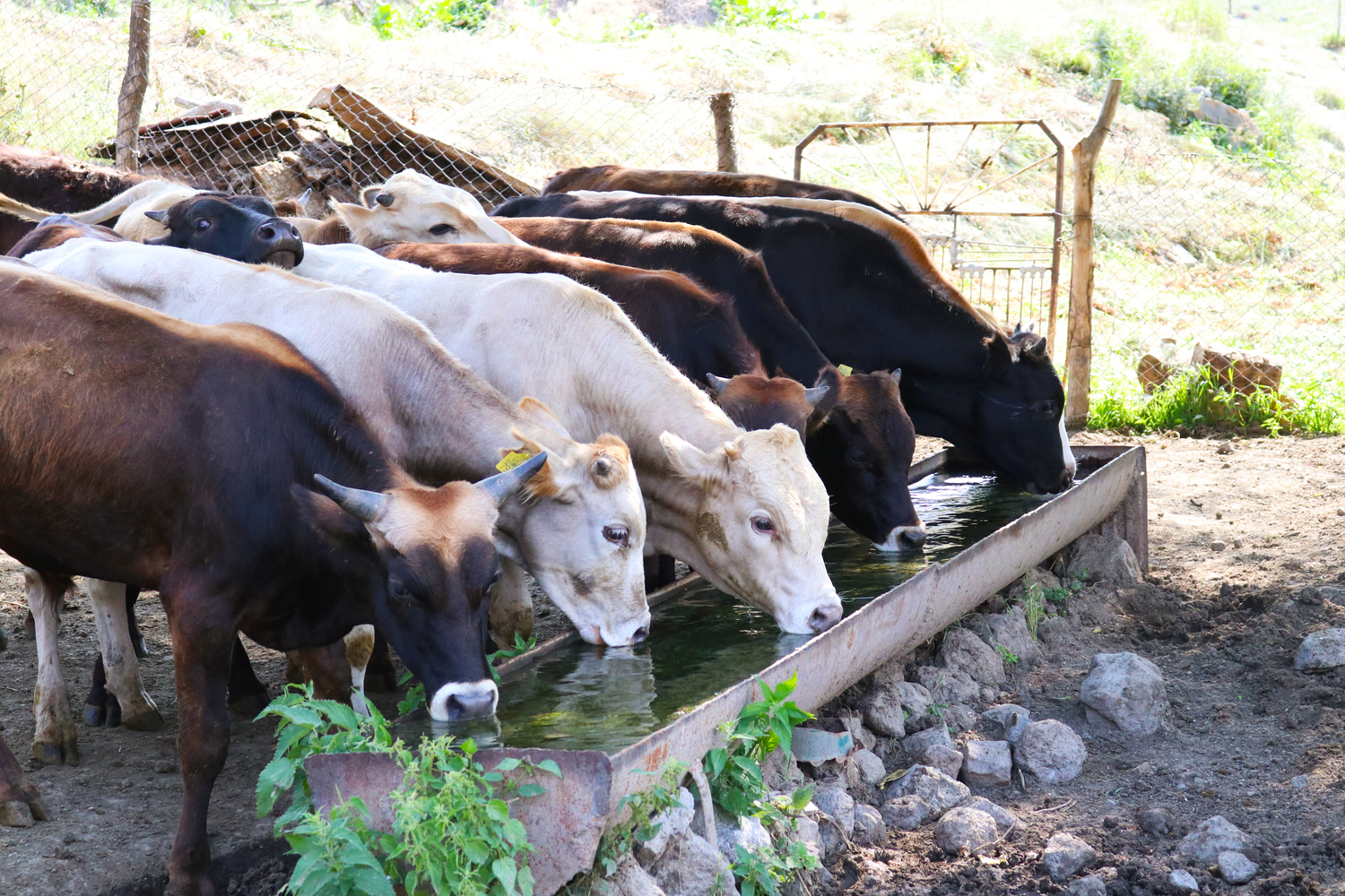 Measures against hemorrhagic fever are actively underway in Samtskhe-Javakheti Region