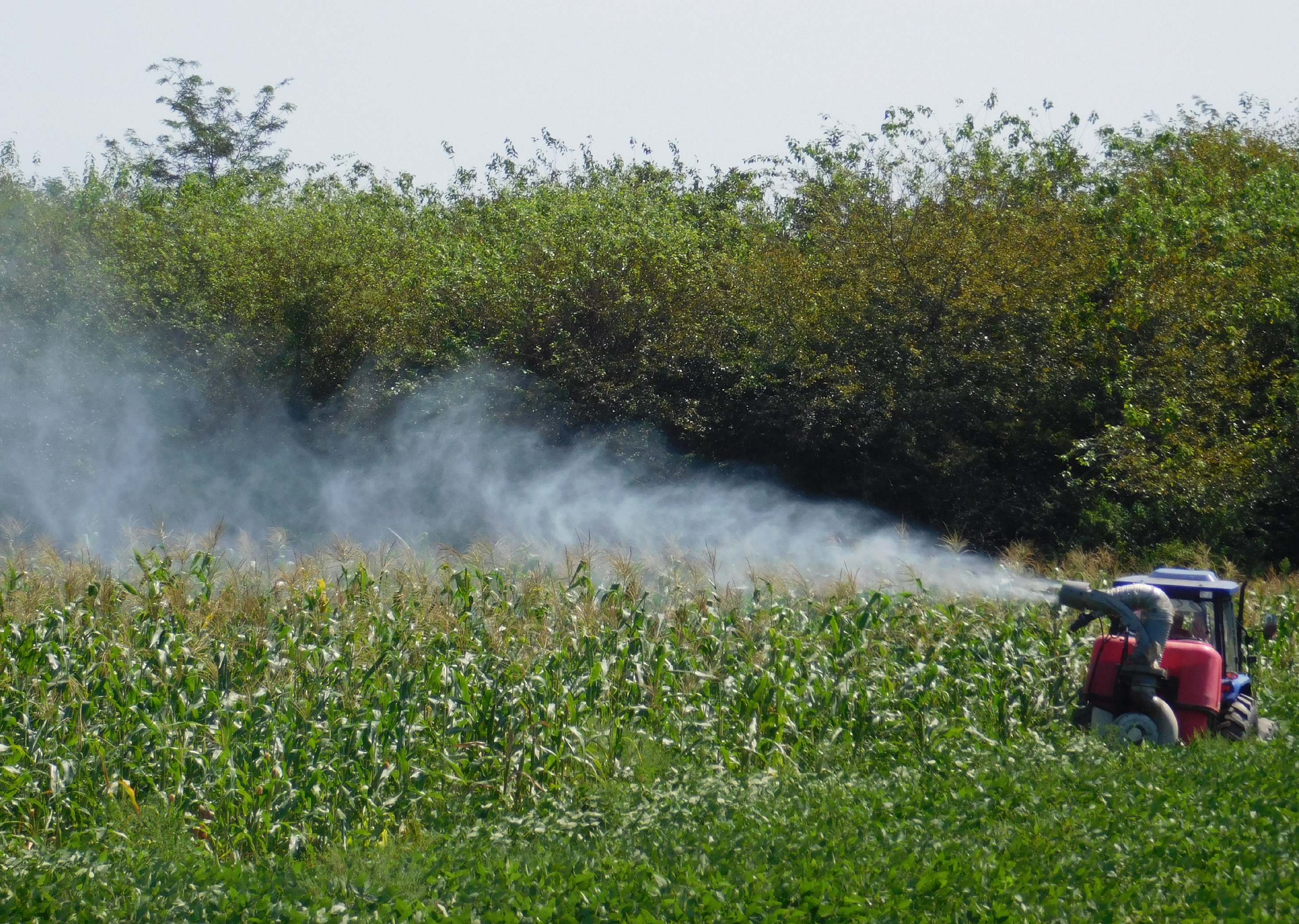 Corn fields are treated with thermal fog technology against BMSB in Western Georgia