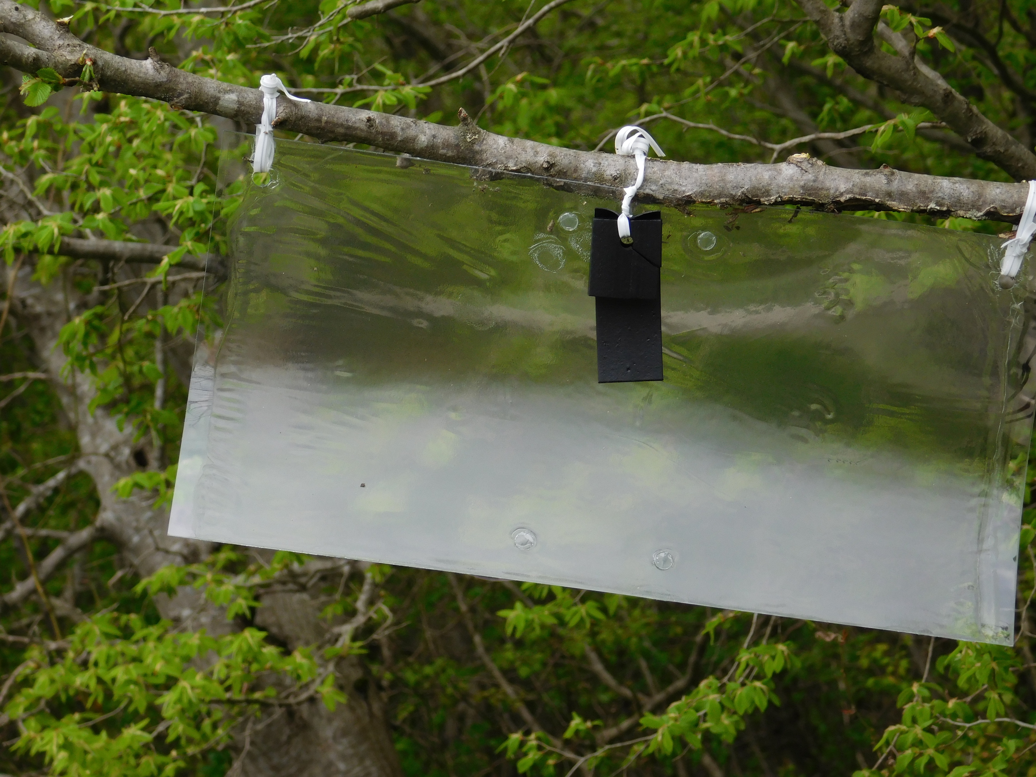 In order to monitor the Asian pheasant, pheromone traps are placed in West Georgia