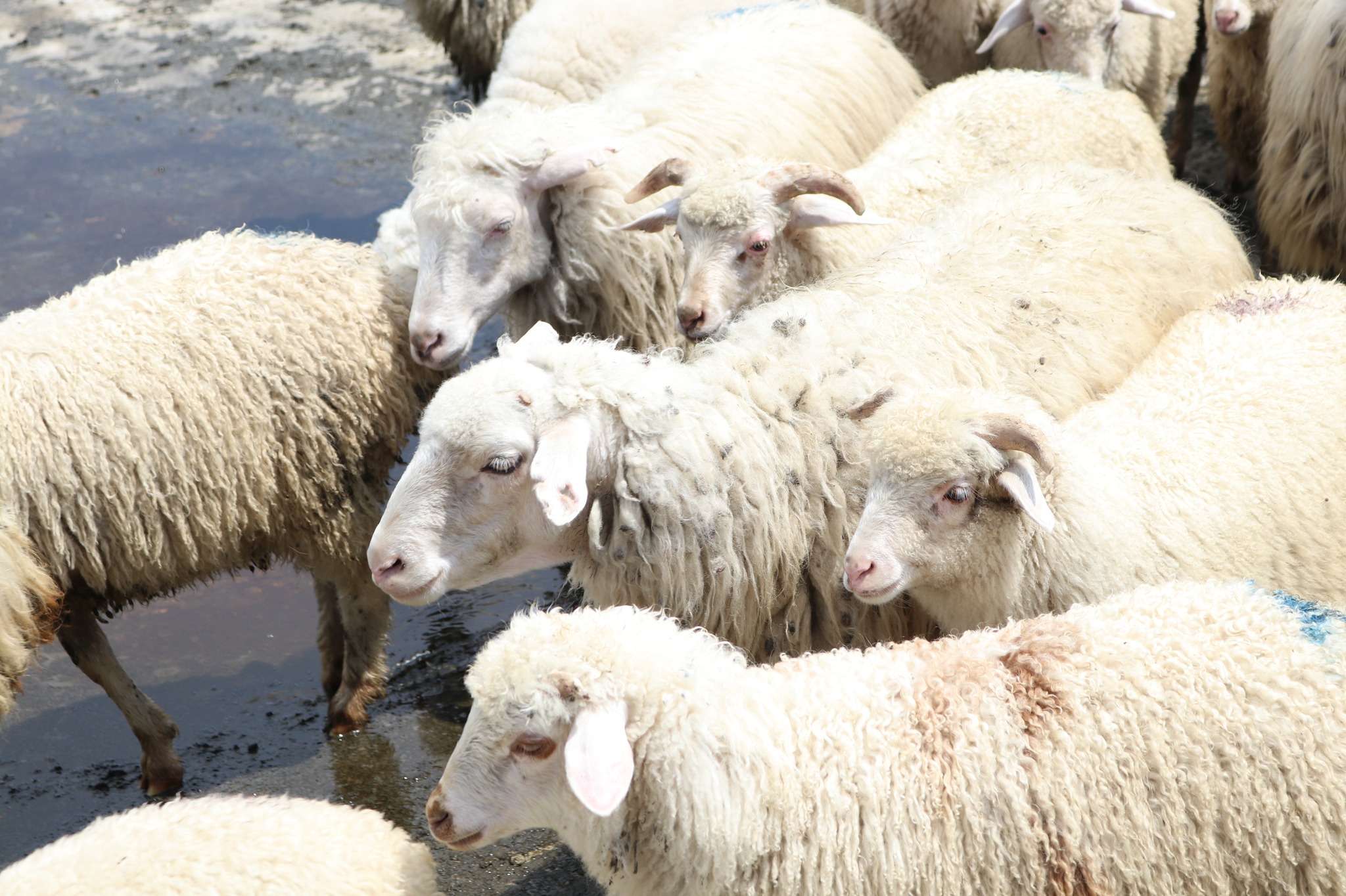The export of sheep from Georgia to Azerbaijan entered an active phase from the end of May