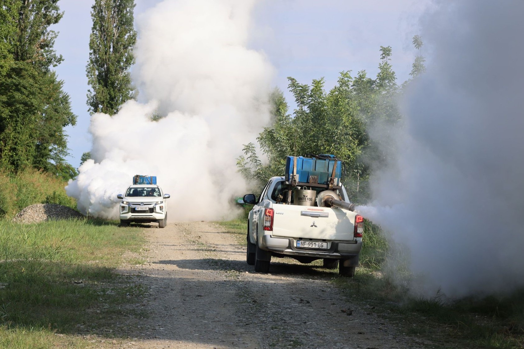 Measures against the American white butterfly are underway in Kakheti