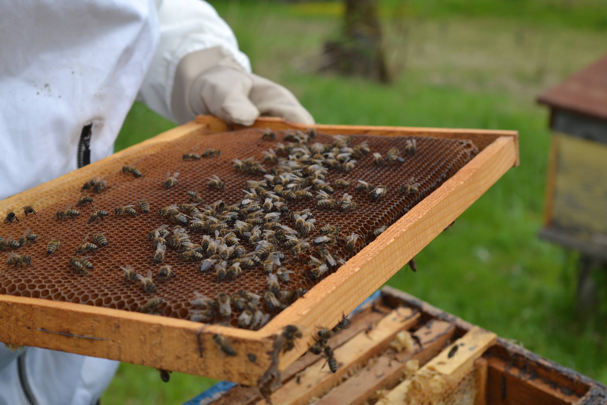 The National Food Agency has registered about 1300 bee farms