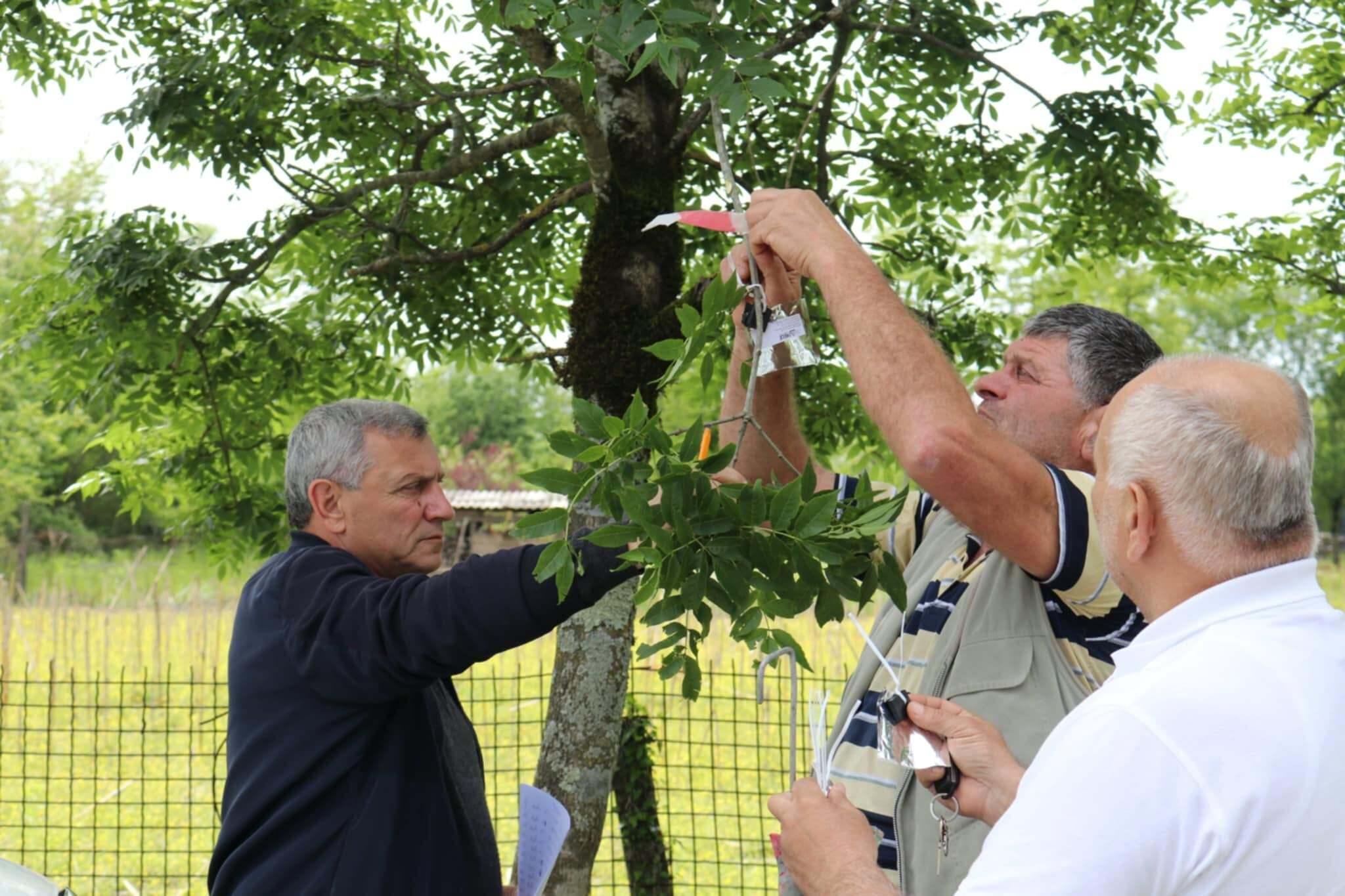 Monitoring of the Asian falcon and installation of special stations are underway in Western Georgia