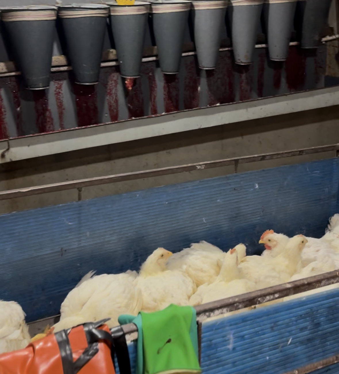 Two illegal poultry slaughterhouses were discovered in the village of Karaleti