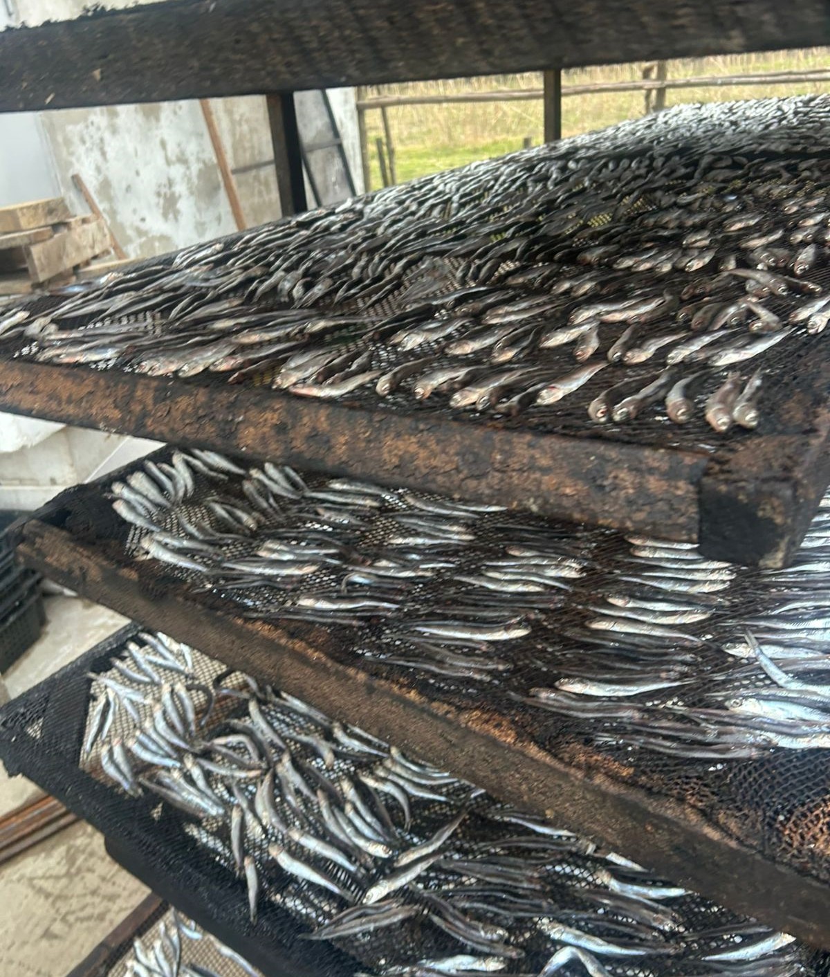 სურსათის ეროვნულმა სააგენტომ თევზის შესაბოლ არალეგალურ საწარმოში კრიტიკული შეუსაბამობები გამოავლინა