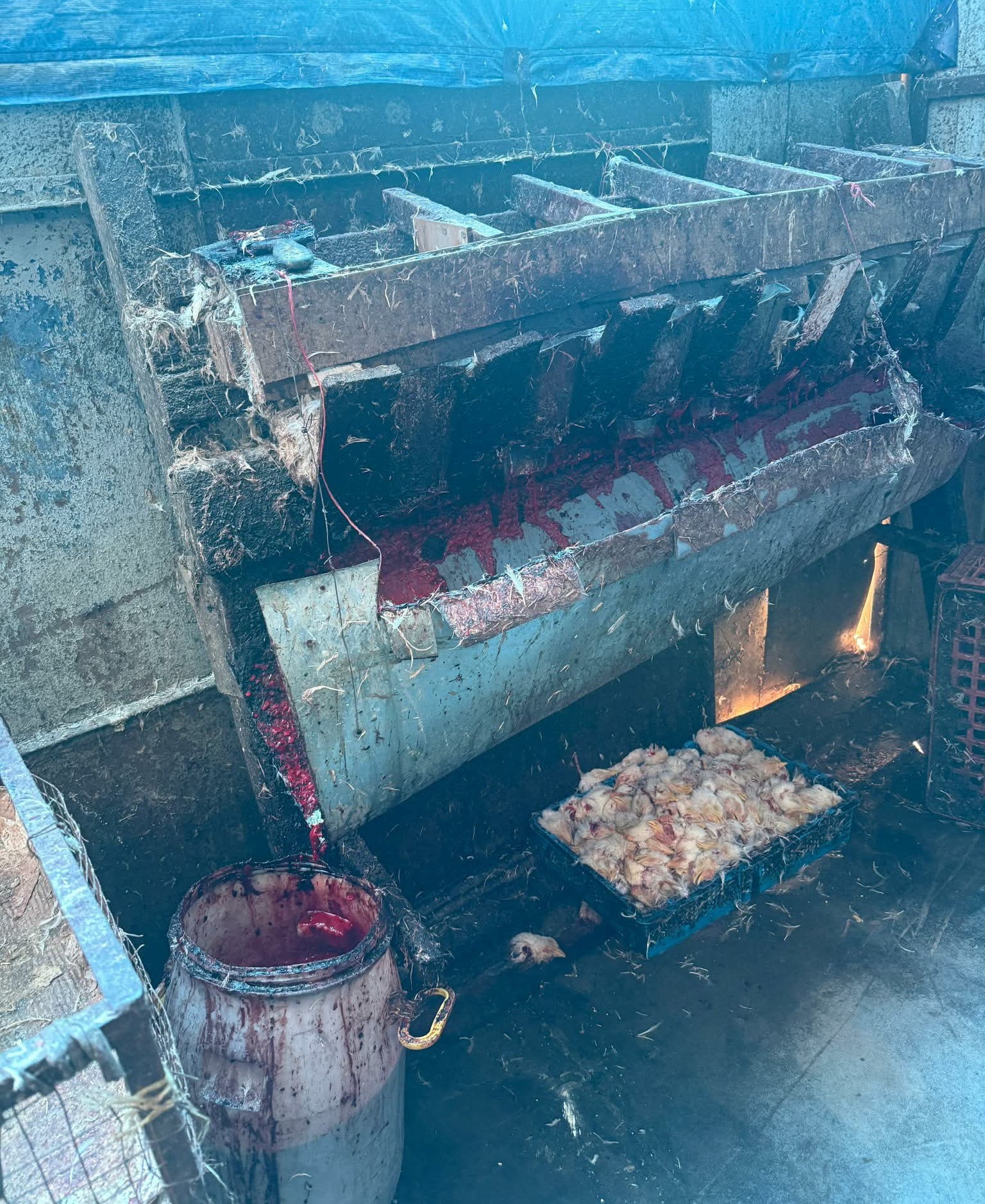 სურსათის ეროვნულმა სააგენტომ მარნეულში ფრინველთა კუსტარულად მოწყობილი სასაკლაო გამოავლინა