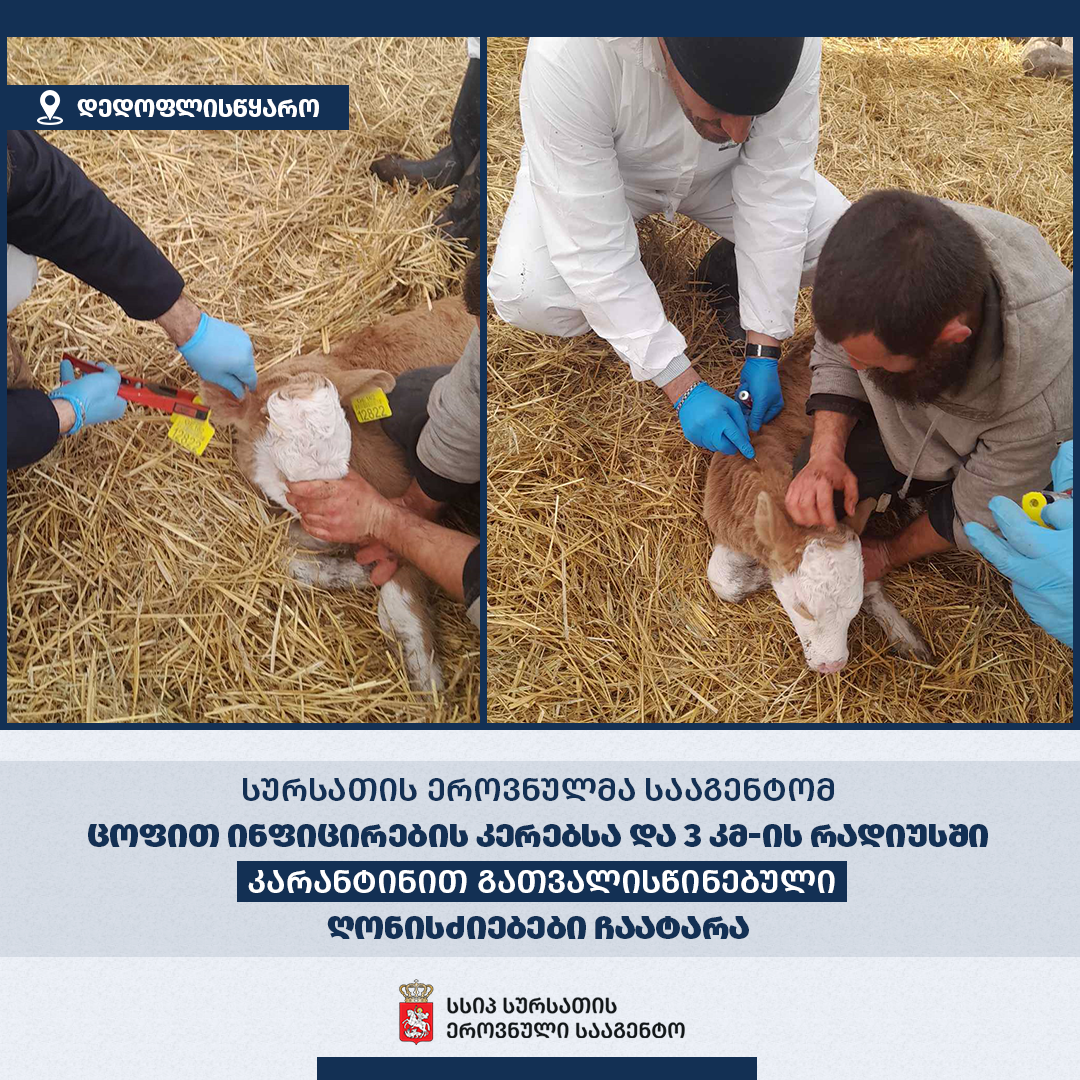  დედოფლისწყაროს მუნიციპალიტეტში მსხვილფეხა საქონელს ცოფი დაუდასტურდა