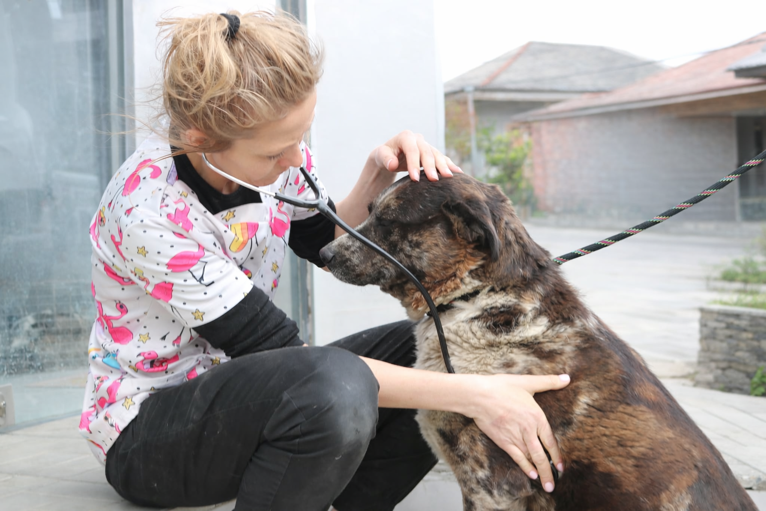 სამტრედიაში ცხოველების სტერილიზაცია-ვაქცინაცია-იდენტიფიკაციის კამპანია პოლონელ ვეტერინარებთან ერთად ჰიპერპოპულაციის მართვის ცენტრის ჩართულობით მიმდინარეობს 