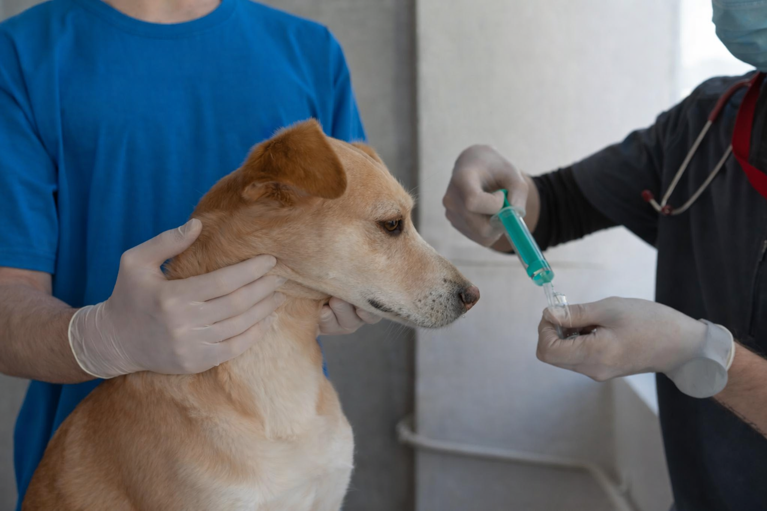 სურსათის ეროვნულმა სააგენტომ 2025 წელს 700-მდე ვეტკლინიკა, ვეტაფთიაქი და ზოომაღაზია შეამოწმა 