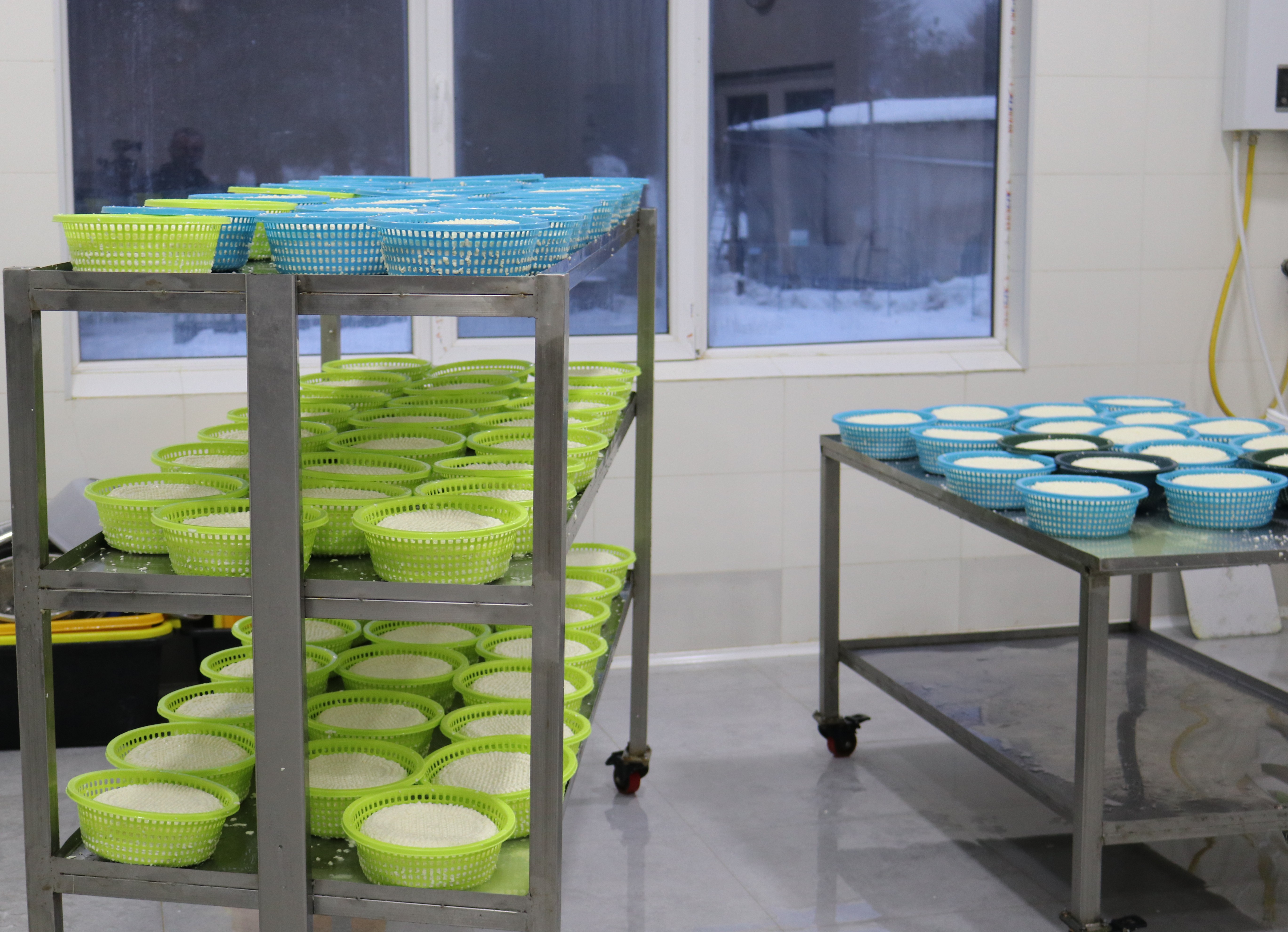 სურსათის ეროვნულმა სააგენტომ იმერეთში ყველის არალეგალური საწარმოები გამოავლინა