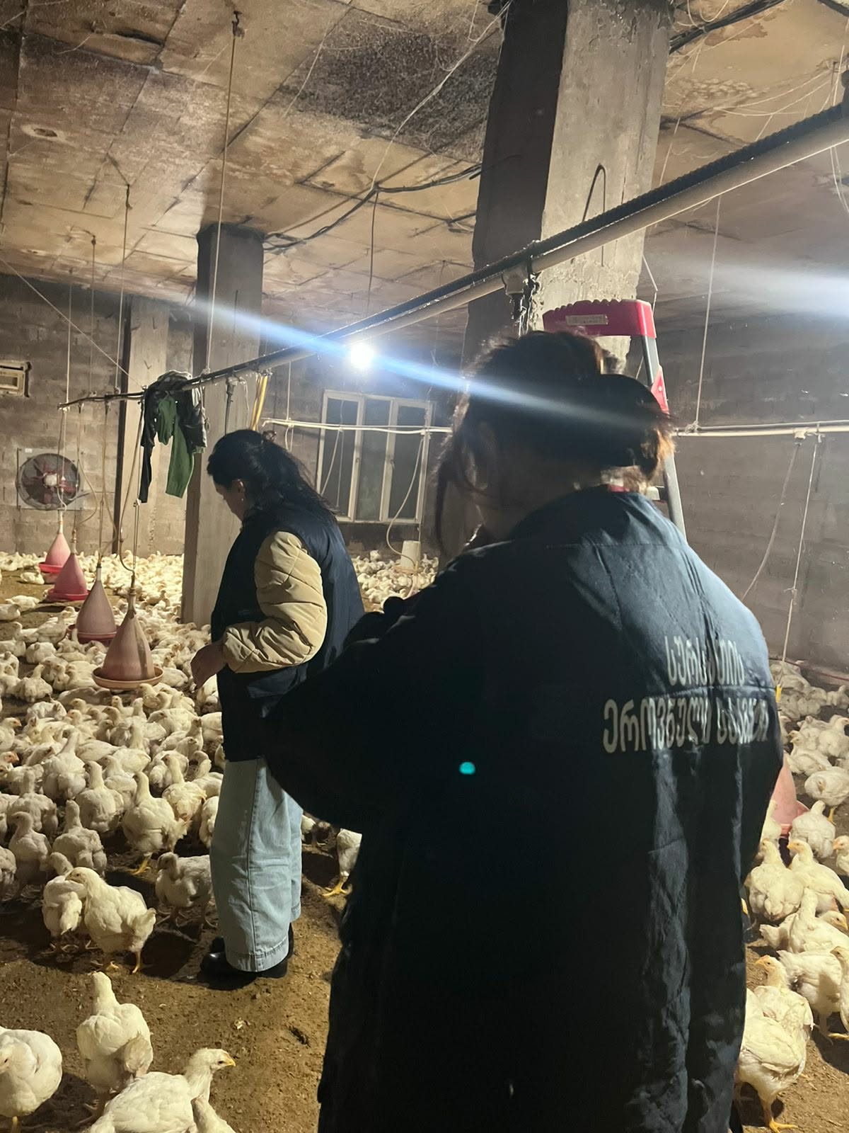 ფრინველის არალეგალური სასაკლაოები აჭარასა და იმერეთში   სურსათის ეროვნულმა სააგენტომ საწარმოო პროცესი კიდევ ორ ობიექტს შეუჩერა